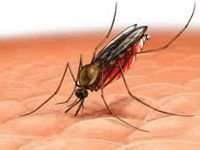 Лечение малярии